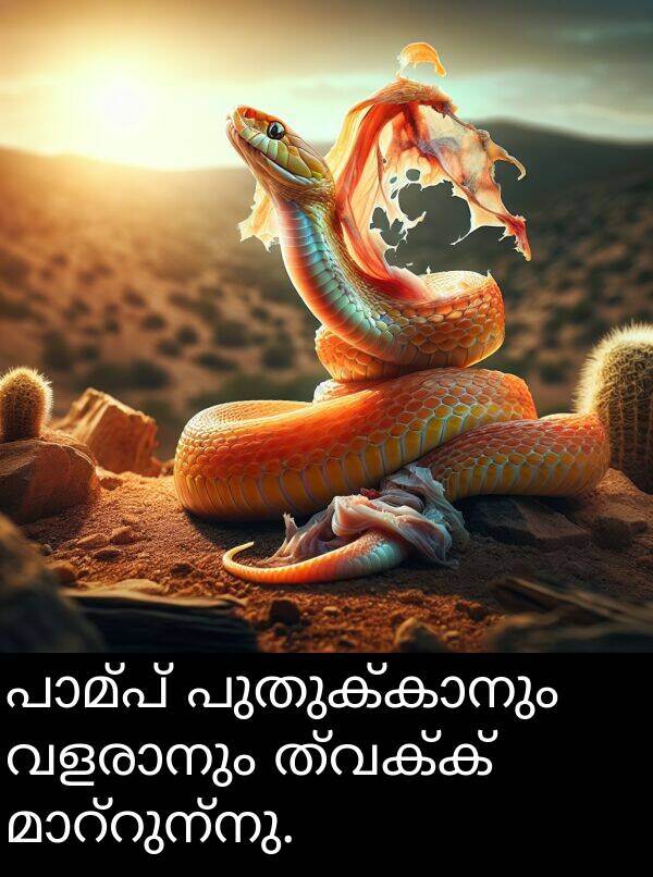ത്വക്ക്: പാമ്പ് പുതുക്കാനും വളരാനും ത്വക്ക് മാറ്റുന്നു.