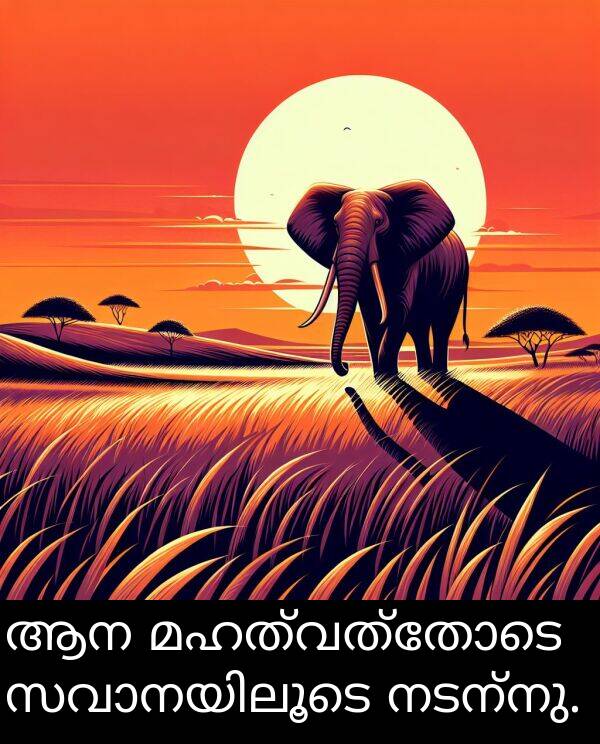 നടന്നു: ആന മഹത്വത്തോടെ സവാനയിലൂടെ നടന്നു.