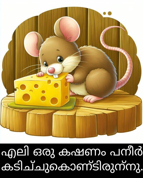 ഒരു: എലി ഒരു കഷണം പനീർ കടിച്ചുകൊണ്ടിരുന്നു.