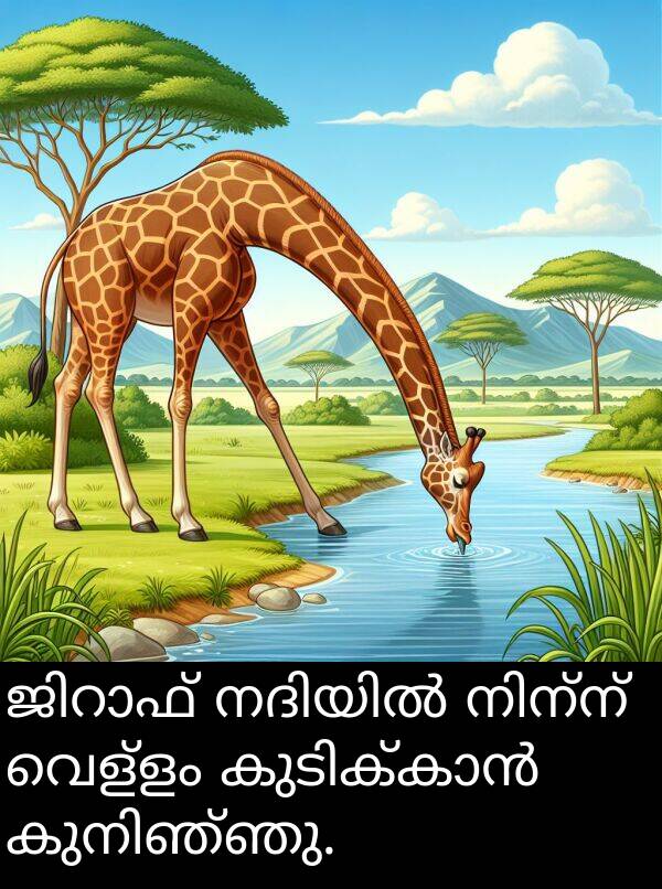 വെള്ളം: ജിറാഫ് നദിയിൽ നിന്ന് വെള്ളം കുടിക്കാൻ കുനിഞ്ഞു.
