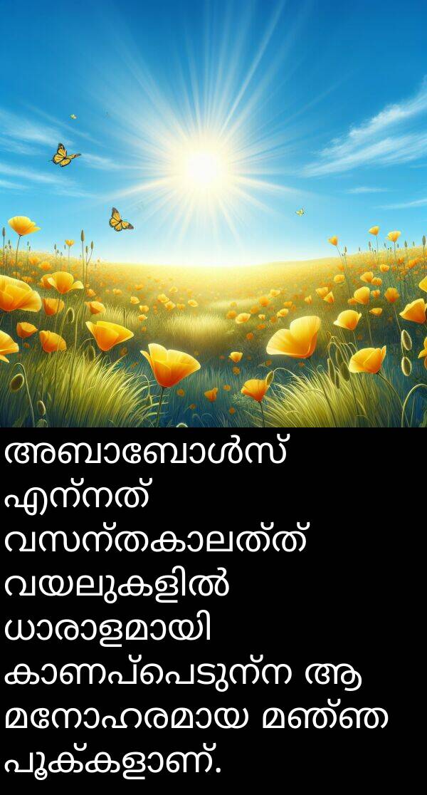 എന്നത്: അബാബോൾസ് എന്നത് വസന്തകാലത്ത് വയലുകളിൽ ധാരാളമായി കാണപ്പെടുന്ന ആ മനോഹരമായ മഞ്ഞ പൂക്കളാണ്.