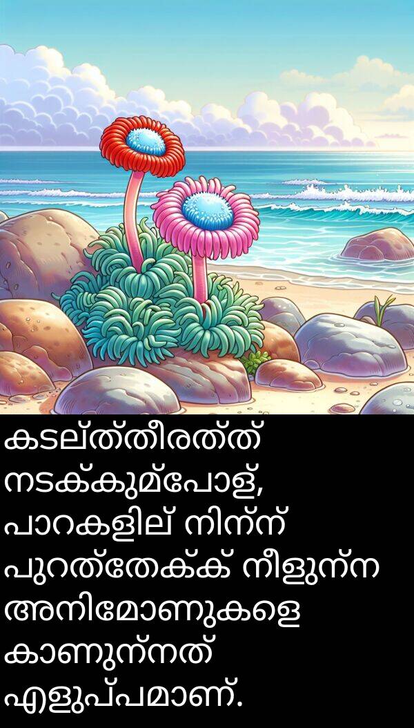 നീളുന്ന: കടല്‍ത്തീരത്ത് നടക്കുമ്പോള്‍, പാറകളില്‍ നിന്ന് പുറത്തേക്ക് നീളുന്ന അനിമോണുകളെ കാണുന്നത് എളുപ്പമാണ്.