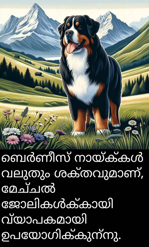 വലുതും: ബെർണീസ് നായ്ക്കൾ വലുതും ശക്തവുമാണ്, മേച്ചൽ ജോലികൾക്കായി വ്യാപകമായി ഉപയോഗിക്കുന്നു.