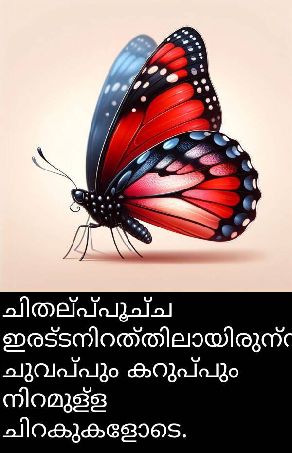 ചുവപ്പും: ചിതല്‍പ്പൂച്ച ഇരട്ടനിറത്തിലായിരുന്നു, ചുവപ്പും കറുപ്പും നിറമുള്ള ചിറകുകളോടെ.