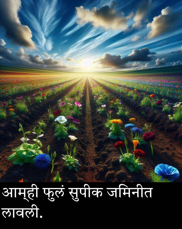 आम्ही: आम्ही फुलं सुपीक जमिनीत लावली.