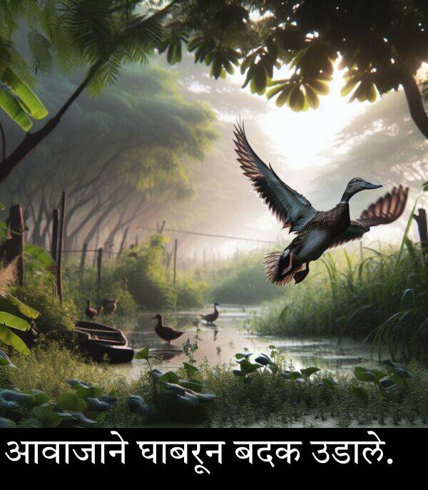 बदक: आवाजाने घाबरून बदक उडाले.