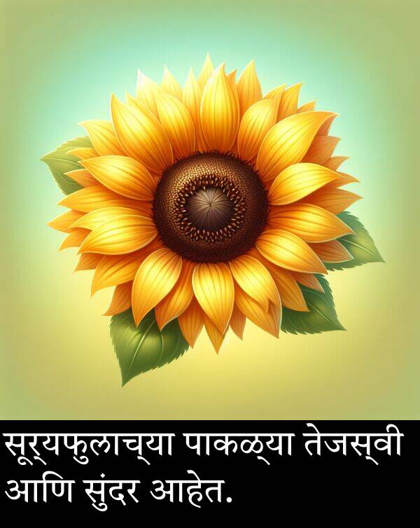 पाकळ्या: सूर्यफुलाच्या पाकळ्या तेजस्वी आणि सुंदर आहेत.
