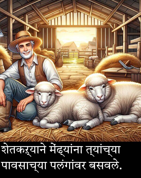 बसवले: शेतकऱ्याने मेंढ्यांना त्यांच्या पावसाच्या पलंगांवर बसवले.