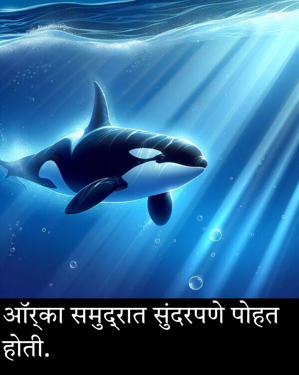 समुद्रात: ऑर्का समुद्रात सुंदरपणे पोहत होती.