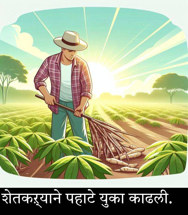 युका: शेतकऱ्याने पहाटे युका काढली.