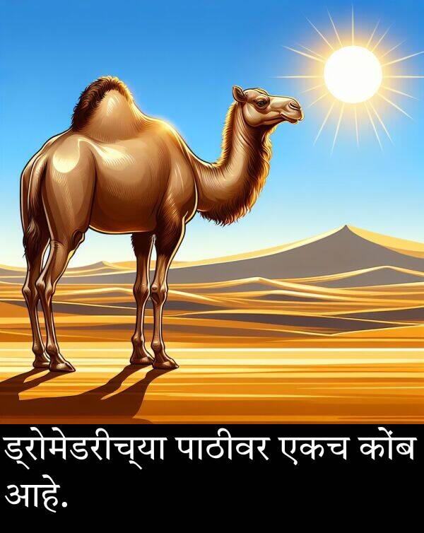 पाठीवर: ड्रोमेडरीच्या पाठीवर एकच कोंब आहे.