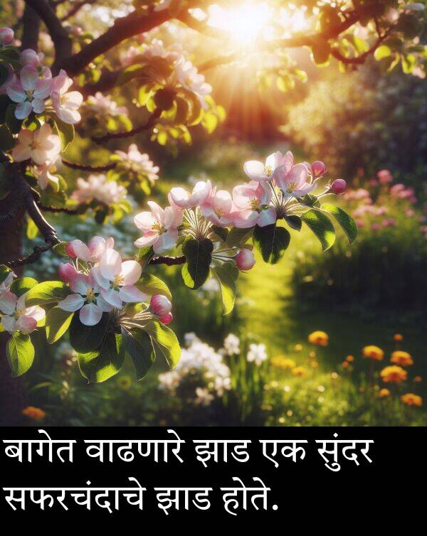 सफरचंदाचे: बागेत वाढणारे झाड एक सुंदर सफरचंदाचे झाड होते.