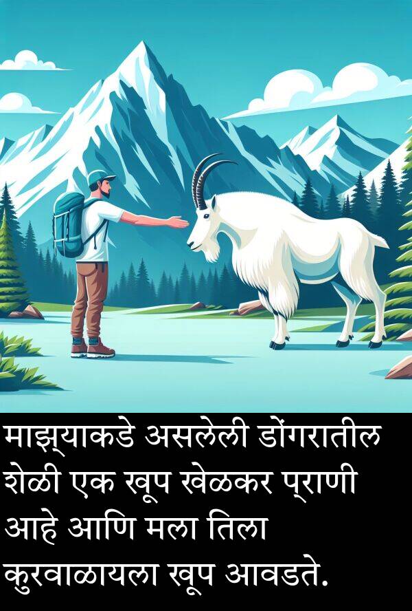खेळकर: माझ्याकडे असलेली डोंगरातील शेळी एक खूप खेळकर प्राणी आहे आणि मला तिला कुरवाळायला खूप आवडते.