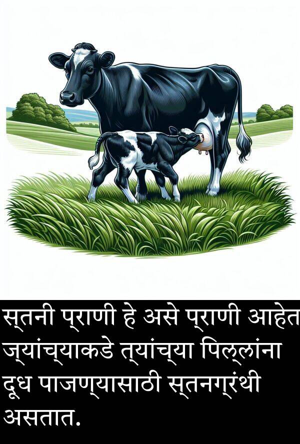 पाजण्यासाठी: स्तनी प्राणी हे असे प्राणी आहेत ज्यांच्याकडे त्यांच्या पिल्लांना दूध पाजण्यासाठी स्तनग्रंथी असतात.