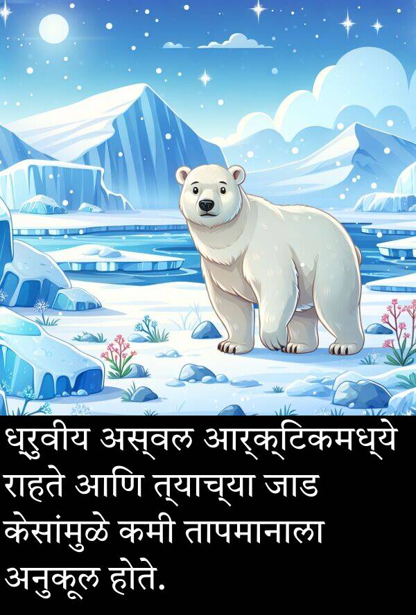 राहते: ध्रुवीय अस्वल आर्क्टिकमध्ये राहते आणि त्याच्या जाड केसांमुळे कमी तापमानाला अनुकूल होते.