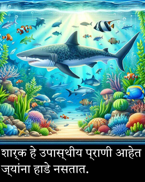 शार्क: शार्क हे उपास्थीय प्राणी आहेत ज्यांना हाडे नसतात.