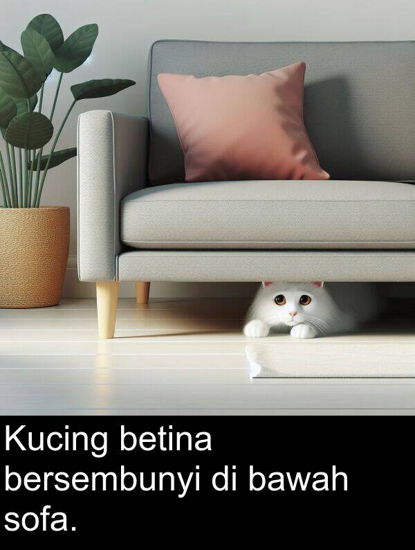 sofa: Kucing betina bersembunyi di bawah sofa.