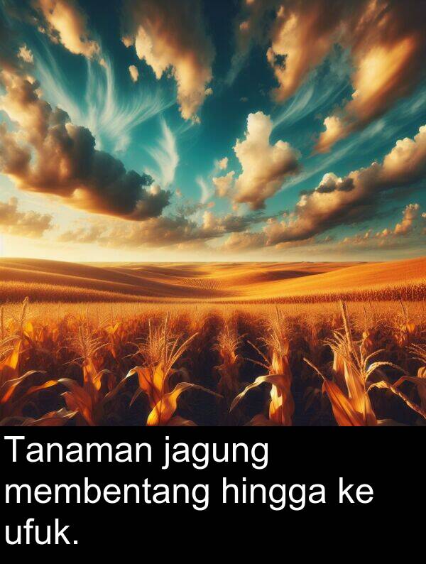ufuk: Tanaman jagung membentang hingga ke ufuk.