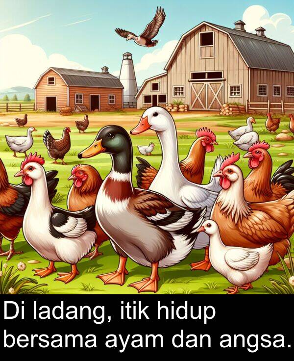 bersama: Di ladang, itik hidup bersama ayam dan angsa.