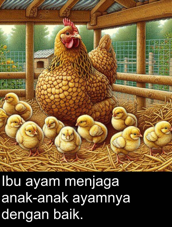 ayam: Ibu ayam menjaga anak-anak ayamnya dengan baik.