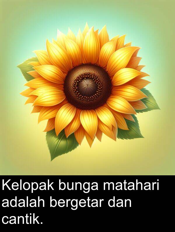bergetar: Kelopak bunga matahari adalah bergetar dan cantik.