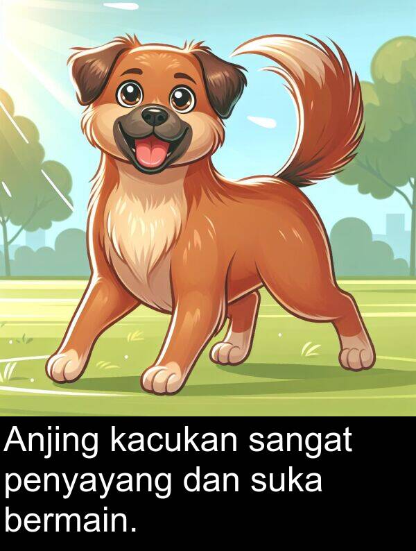 suka: Anjing kacukan sangat penyayang dan suka bermain.
