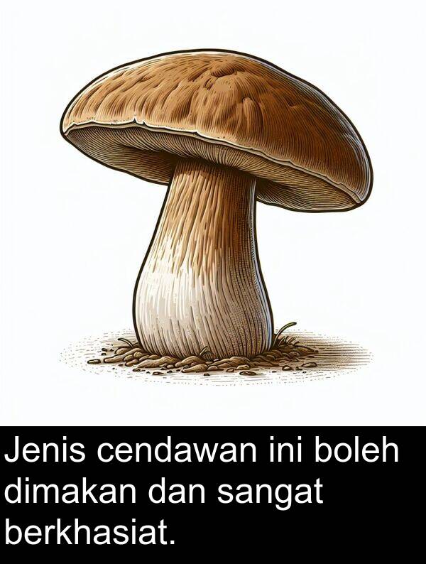 boleh: Jenis cendawan ini boleh dimakan dan sangat berkhasiat.