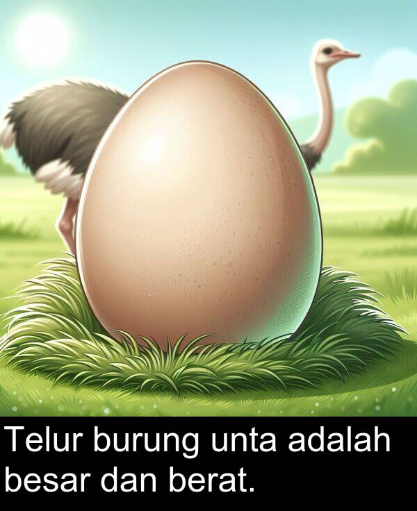 dan: Telur burung unta adalah besar dan berat.