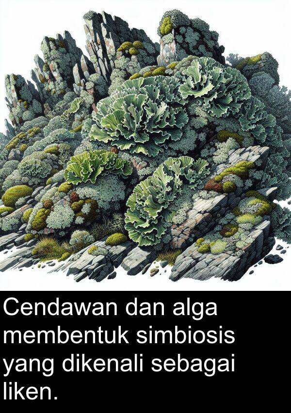 alga: Cendawan dan alga membentuk simbiosis yang dikenali sebagai liken.