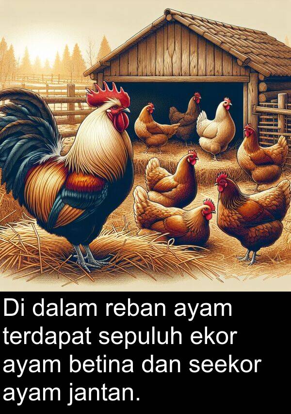 ekor: Di dalam reban ayam terdapat sepuluh ekor ayam betina dan seekor ayam jantan.