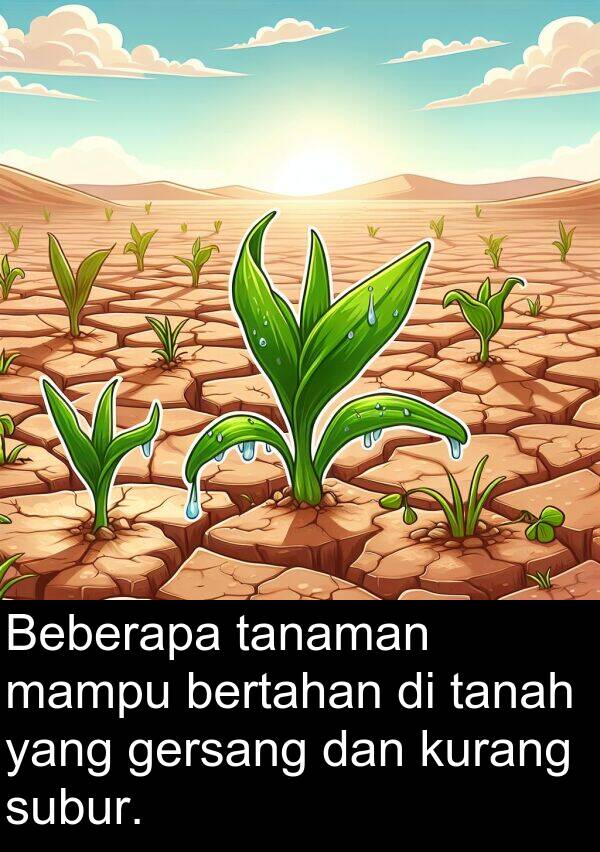 gersang: Beberapa tanaman mampu bertahan di tanah yang gersang dan kurang subur.