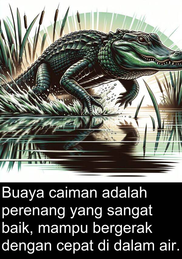 perenang: Buaya caiman adalah perenang yang sangat baik, mampu bergerak dengan cepat di dalam air.