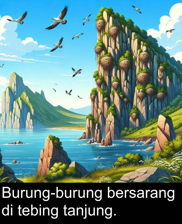 bersarang: Burung-burung bersarang di tebing tanjung.