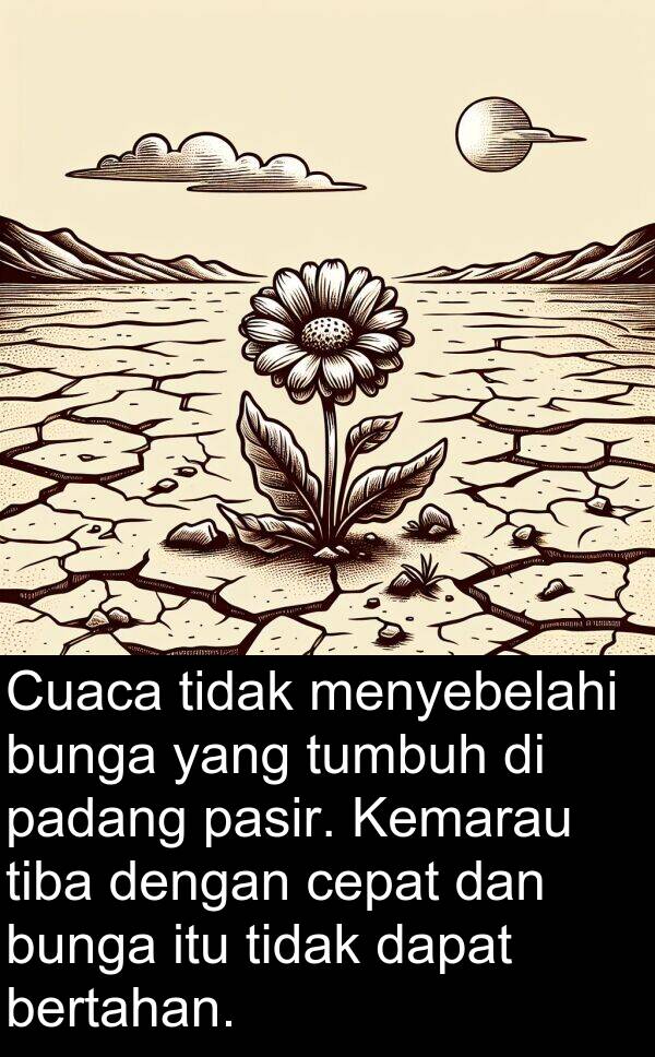 pasir: Cuaca tidak menyebelahi bunga yang tumbuh di padang pasir. Kemarau tiba dengan cepat dan bunga itu tidak dapat bertahan.