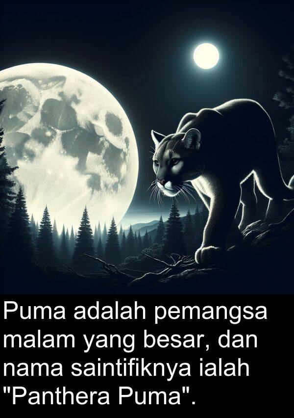 pemangsa: Puma adalah pemangsa malam yang besar, dan nama saintifiknya ialah "Panthera Puma".