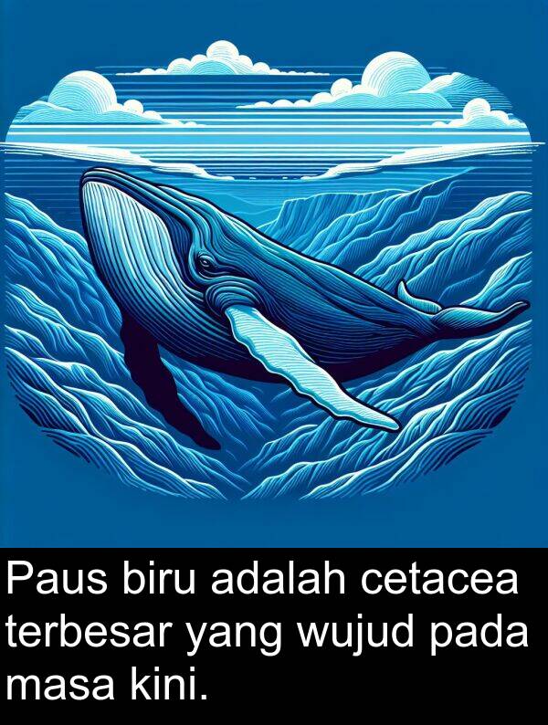 kini: Paus biru adalah cetacea terbesar yang wujud pada masa kini.