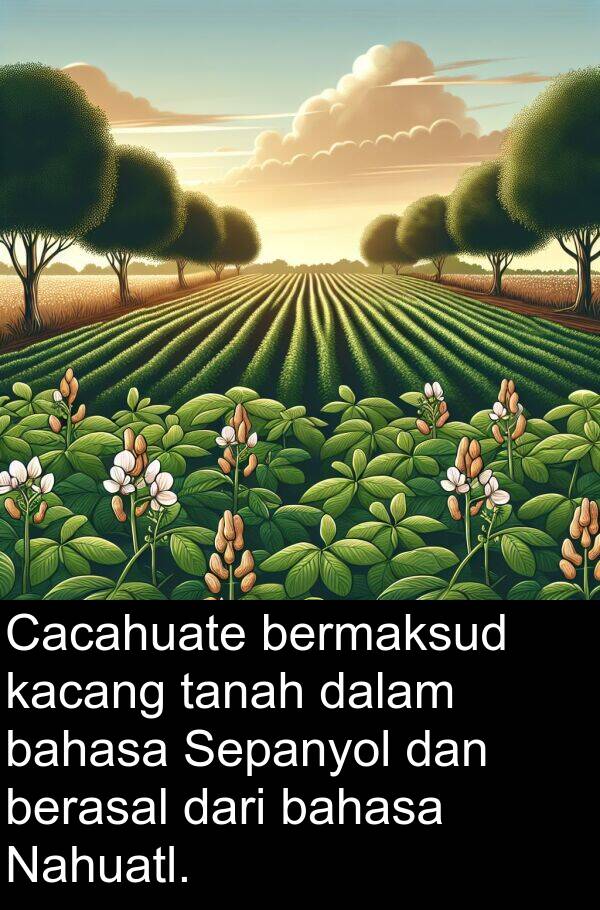 bahasa: Cacahuate bermaksud kacang tanah dalam bahasa Sepanyol dan berasal dari bahasa Nahuatl.