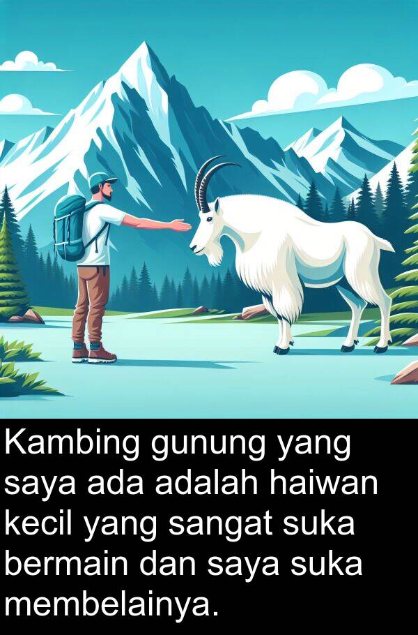 ada: Kambing gunung yang saya ada adalah haiwan kecil yang sangat suka bermain dan saya suka membelainya.