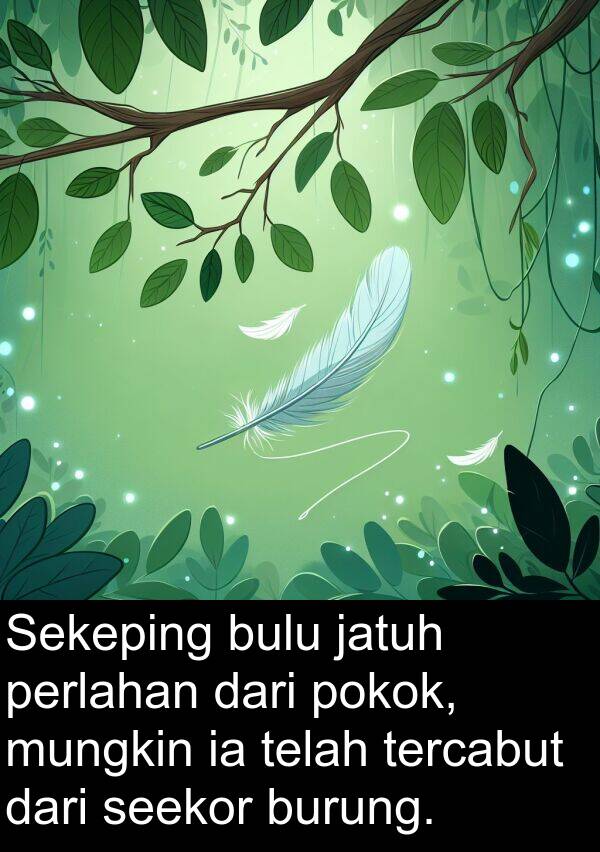 mungkin: Sekeping bulu jatuh perlahan dari pokok, mungkin ia telah tercabut dari seekor burung.