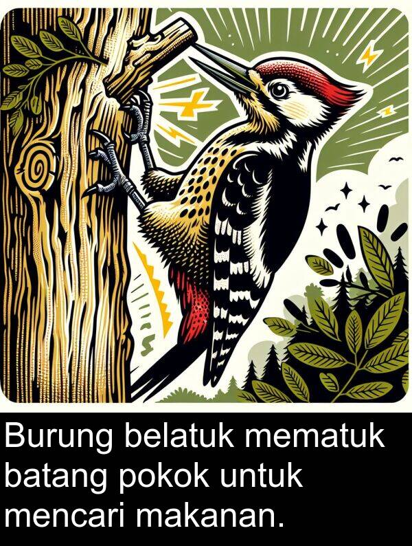 mencari: Burung belatuk mematuk batang pokok untuk mencari makanan.