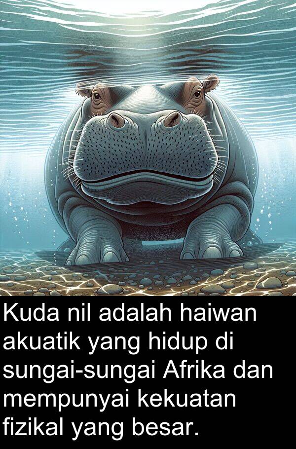 akuatik: Kuda nil adalah haiwan akuatik yang hidup di sungai-sungai Afrika dan mempunyai kekuatan fizikal yang besar.