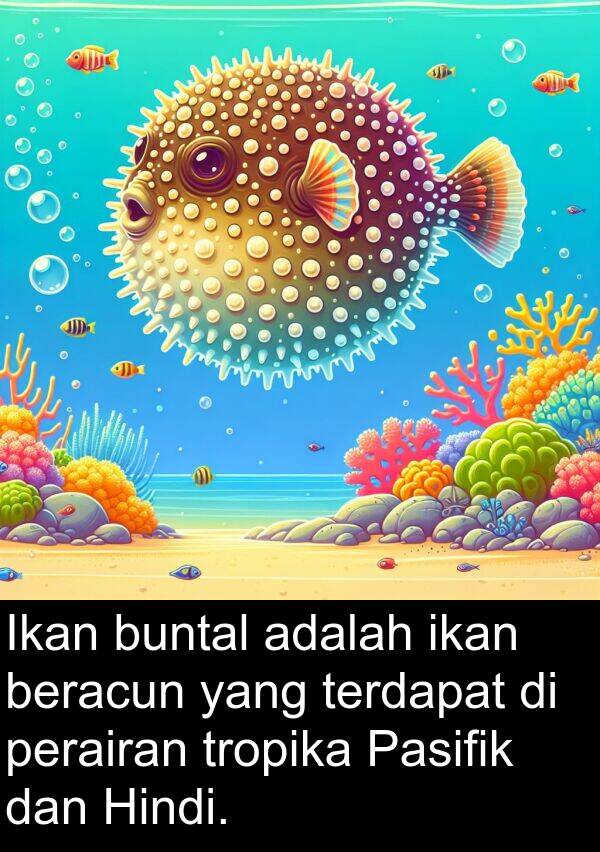 tropika: Ikan buntal adalah ikan beracun yang terdapat di perairan tropika Pasifik dan Hindi.