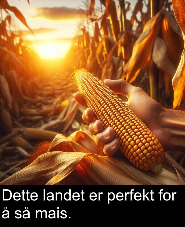 perfekt: Dette landet er perfekt for å så mais.