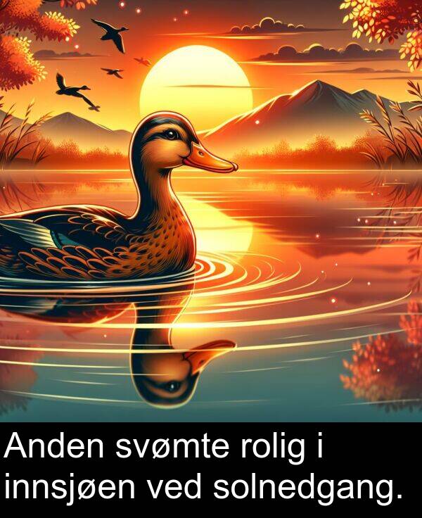 svømte: Anden svømte rolig i innsjøen ved solnedgang.