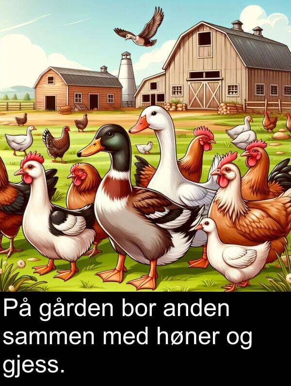 gården: På gården bor anden sammen med høner og gjess.