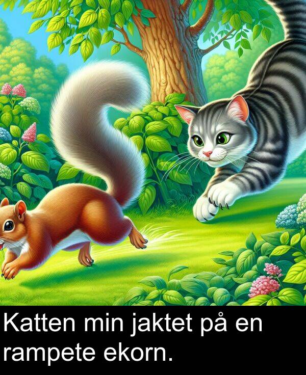 rampete: Katten min jaktet på en rampete ekorn.