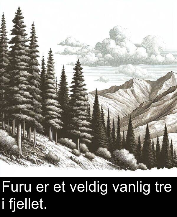 veldig: Furu er et veldig vanlig tre i fjellet.