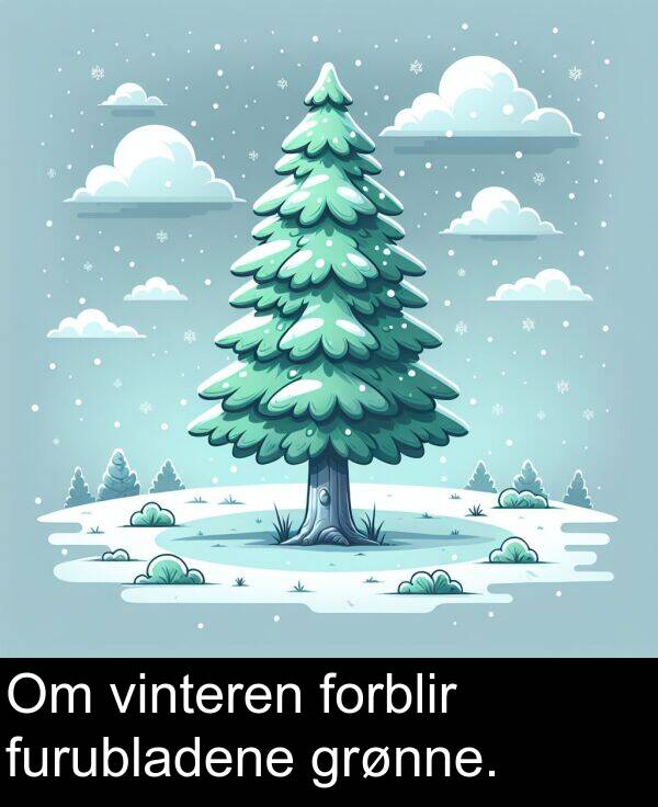 furubladene: Om vinteren forblir furubladene grønne.