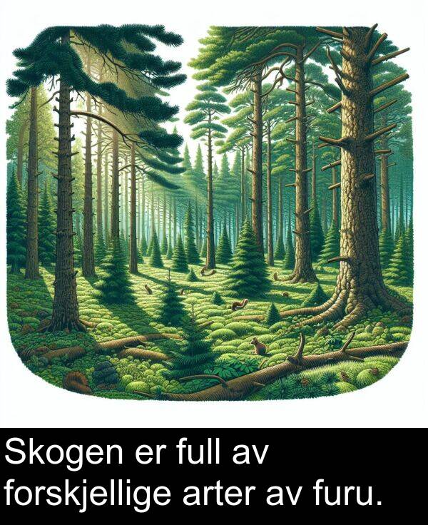 forskjellige: Skogen er full av forskjellige arter av furu.