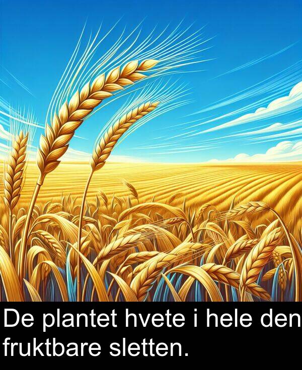plantet: De plantet hvete i hele den fruktbare sletten.